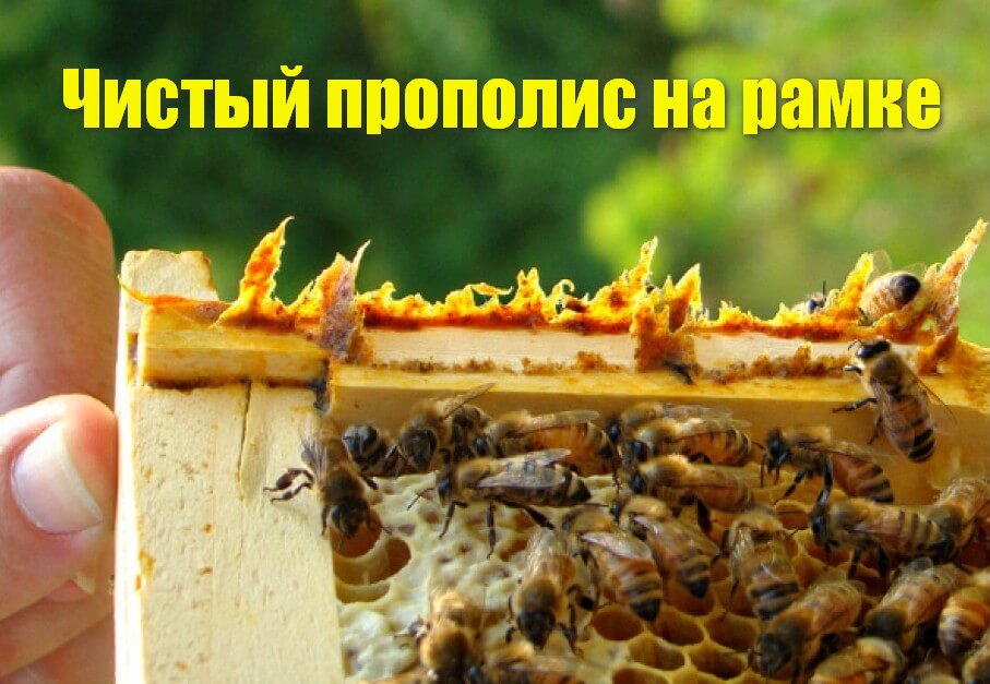 Прополис пчелиный натуральный настоящий